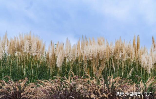 小渔村的芦苇 是治愈的良药