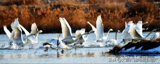 汾河清徐段变美啦，天鹅都赶着来“打卡”