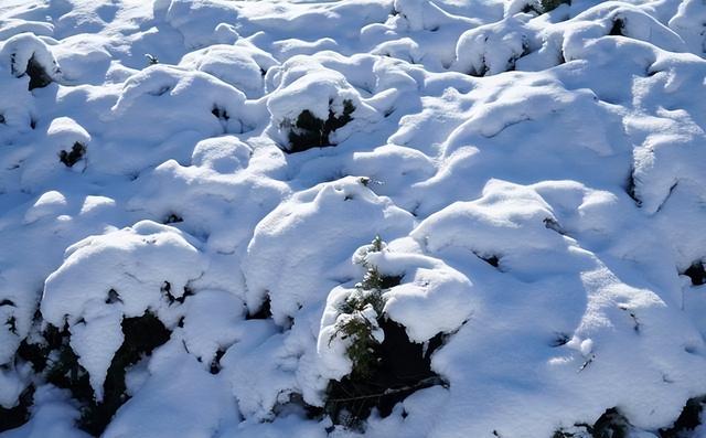 “四九”马上结束，五九还会冷多久？啥时候能回暖？答案来了