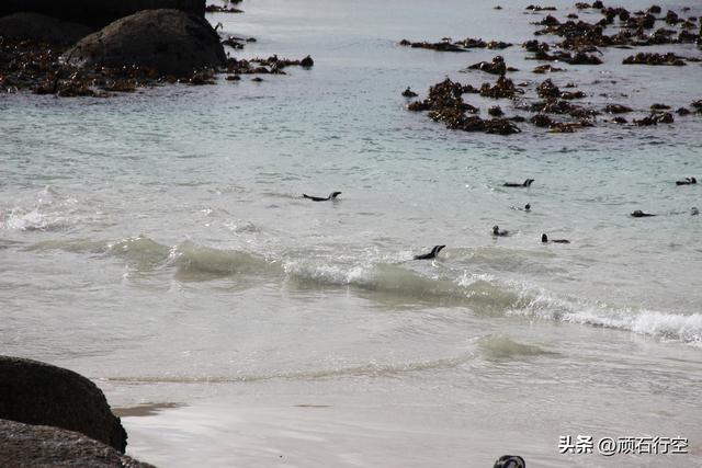 南部非洲：南非开普敦企鹅岛