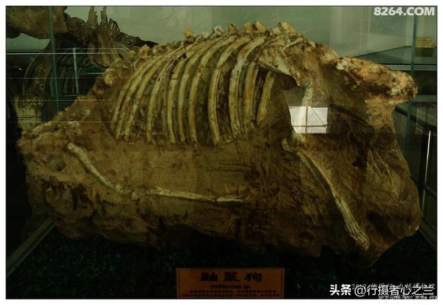 山东行游影记（27）—平邑天宇自然博物馆（二）
