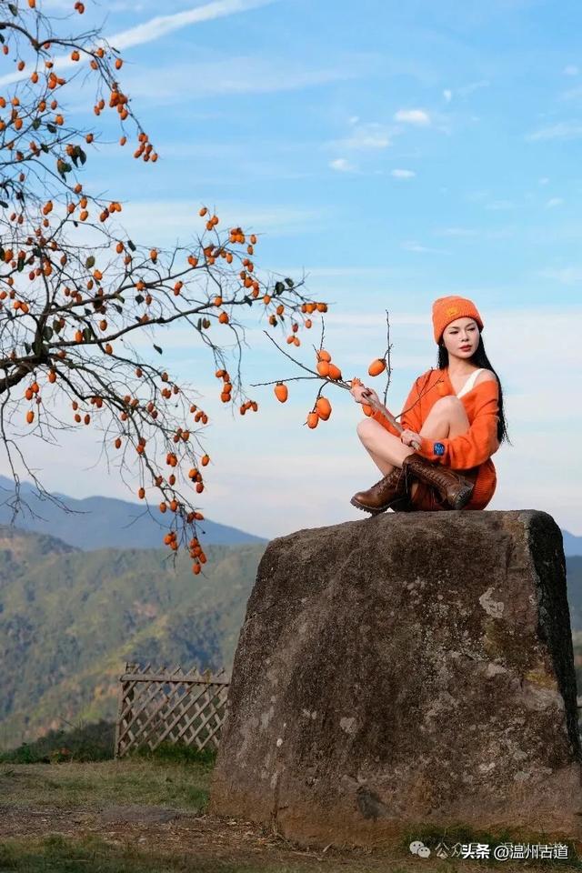 温州秋日顶流: 东炉柿子红拍摄攻略附机位