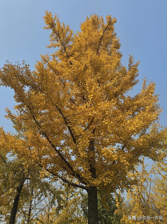 金色的银杏叶，犹如一位金甲战士，矗立于大自然中，吸引众人观赏
