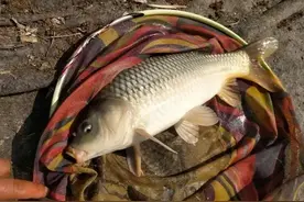 河里有鲤鱼钓不到？是你方法没用对，掌握这几个技巧野钓鲤鱼不难图片