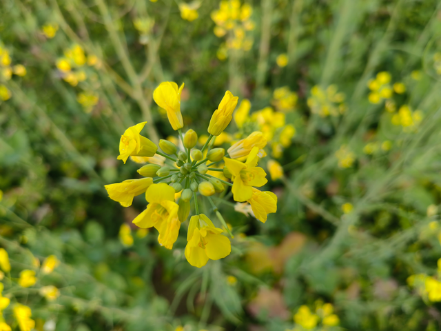 三水万亩油菜花海盛放，邀您共赴金色之约！