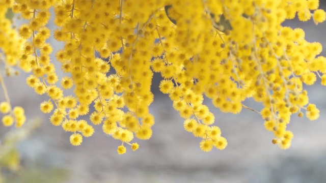 快看→西昌的满树金黄云！