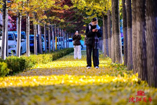 沈阳这些地方太美了!赏秋倒计时,错过等一年!