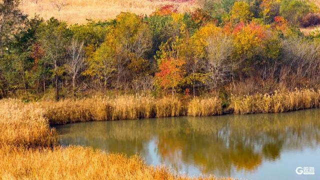 【绿色打卡地】初冬自然调色板！唐岛湾湿地尽显生态之美