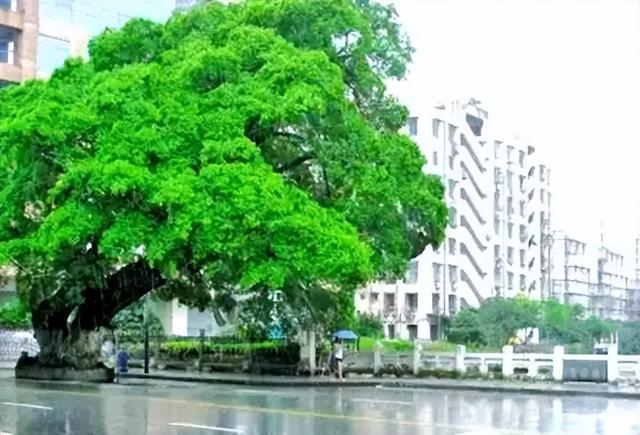 温州双莲桥：一对青年，为爱相殉，化身并蒂莲，温州“梁祝”传奇