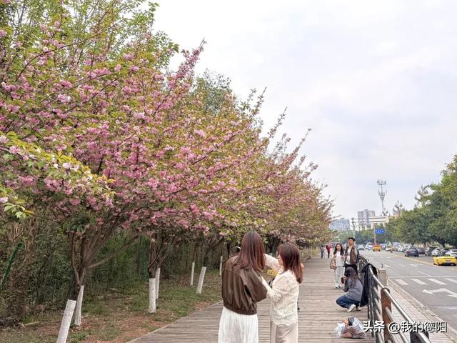 刷屏了！德阳这条“樱花大道”限时返场！路过的全都要刹一脚