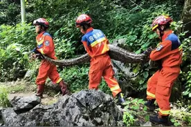 广西村庄发现80斤巨蟒，竟闯入村民家吃羊，那么大的羊怎么吞下？图片