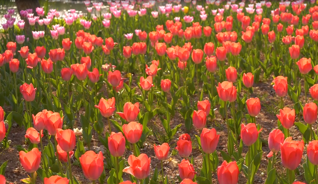 安徽芜湖：春暖踏青正当时，赴一场鸠江花海之约！