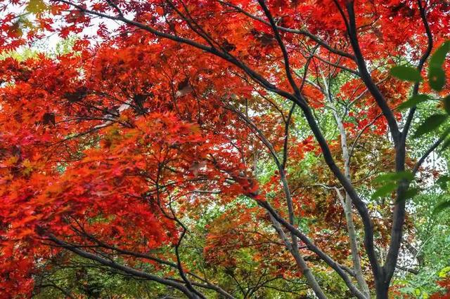 红叶竟为“新生”色?两大争议难分高下,实验给出方向