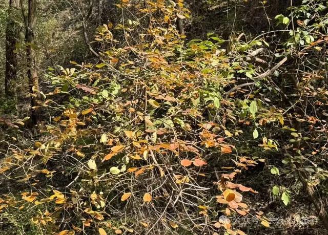 秋深景更美！运城最绚烂时刻到了！