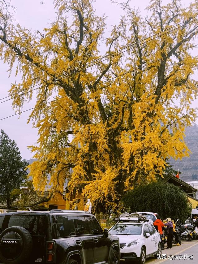 古观音禅寺谢幕？这里的千年银杏，才是最后的隐藏彩蛋！