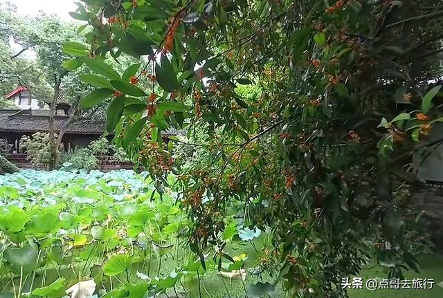 成都必去的五大桂花观赏地，开爆了，成都人私藏，地铁公交车直达