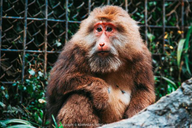 银色世界，雪中禅意：峨眉山的冬天美成了佛国仙境