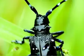 大自然馈赠70/80/90后的童年“活玩具”，你还记得它们的玩法吗图片