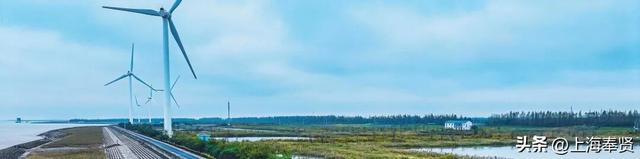 车轮滚过深秋的海湾，闯入红杉与芦花的童话派对！