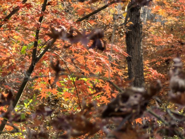 南京老山郊野一日徒步，从狮子岭兜率寺到汤泉惠济寺