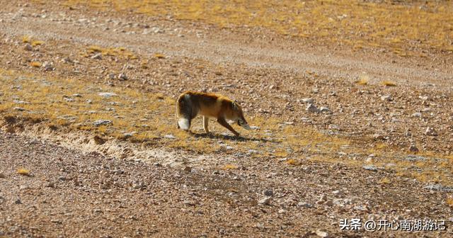 喀什经317到成都，尼玛-班戈，途经达则措、恰规措、色林措