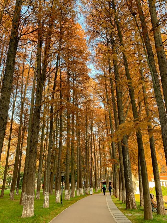 我广州人，刚从武汉回来，实在忍不住想说：对江城的5点印象