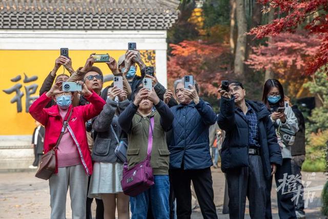 杭州最近美“枫”了，红枫和鸡爪槭还“傻傻分不清楚”？