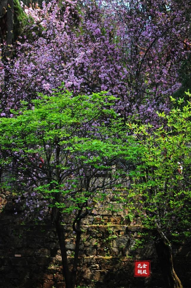 2026年第十届金殿花朝盛会如约而至！