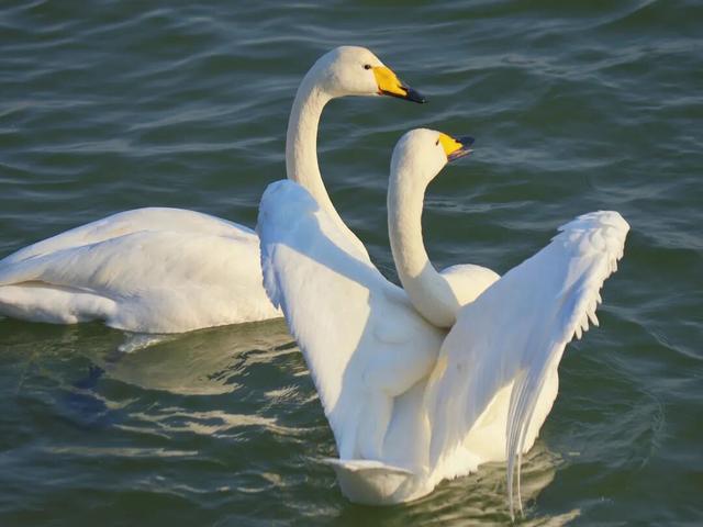 天鹅湖冬日最灵动的乐章：天鹅悠然游弋，红嘴鸥凌空飞舞