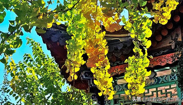 昆明蓝配翠湖银杏黄——藏着昆明最温柔的冬天