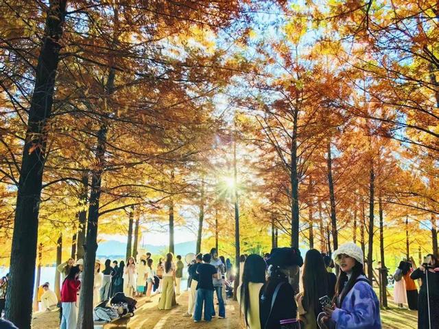 丽江初冬藏不住了！中济海公园的水杉变黄了，随手拍都是大片