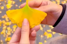 一看就会一学不废的银杏叶蝴蝶图片