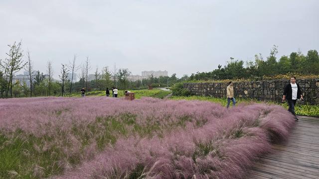 淄川南部森林公园：家门口的“粉色浪漫”
