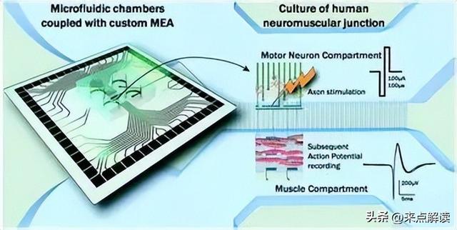 神经直读闯关成功！意念操控仿生假肢，千万截肢者迎来新希望