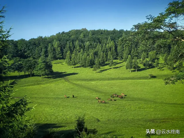 关山牧场会“瑟瑟发抖”？我看多虑了，即使旁边有大片免费的草原