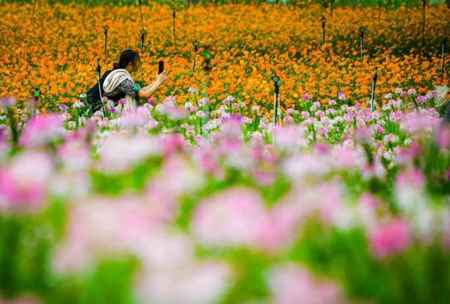 虎丘山脚下的免费公园！四片超大的缤纷花海，一次性看个够！