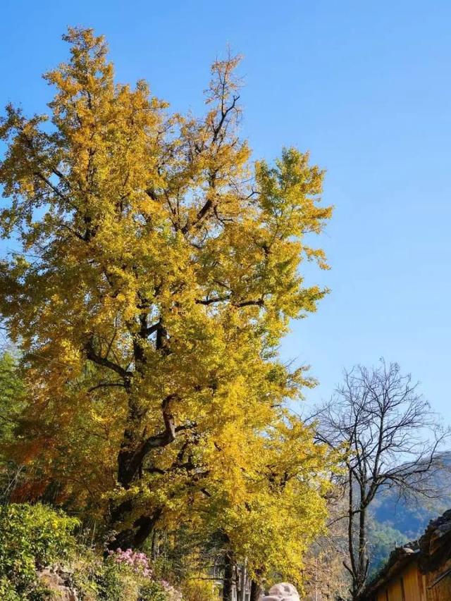 好期待！杭州西南这个银杏谷，进入变色倒计时~