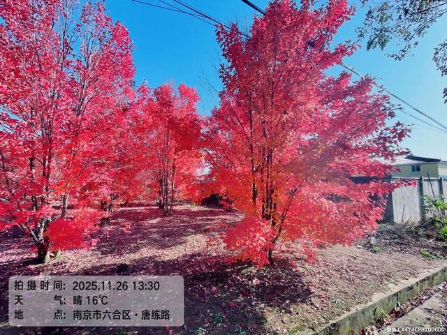 大美六合老虎岗枫叶绝美