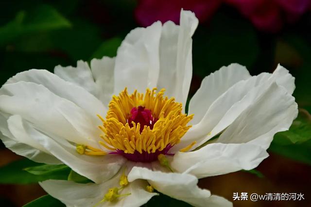 极美洛阳城牡丹迎春吐蕾绽放