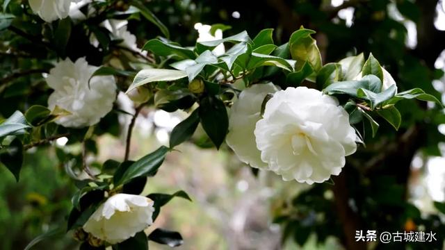 百年风骨，玉盏凝香！建水文庙三百岁白山茶迎盛花期