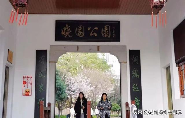 第一波樱花已盛放！带娃冲这里，市中心藏着粉色浪漫