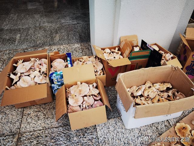 总要去趟草原吧！自驾塞罕坝和乌兰布统超简攻略（附图超全）