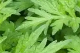 端午有禁忌，你知道吗图片