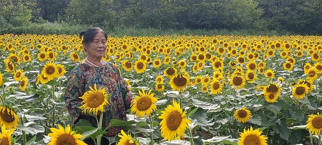 鸭凫峪鹿走沟向日葵🌻花海惊艳亮相！