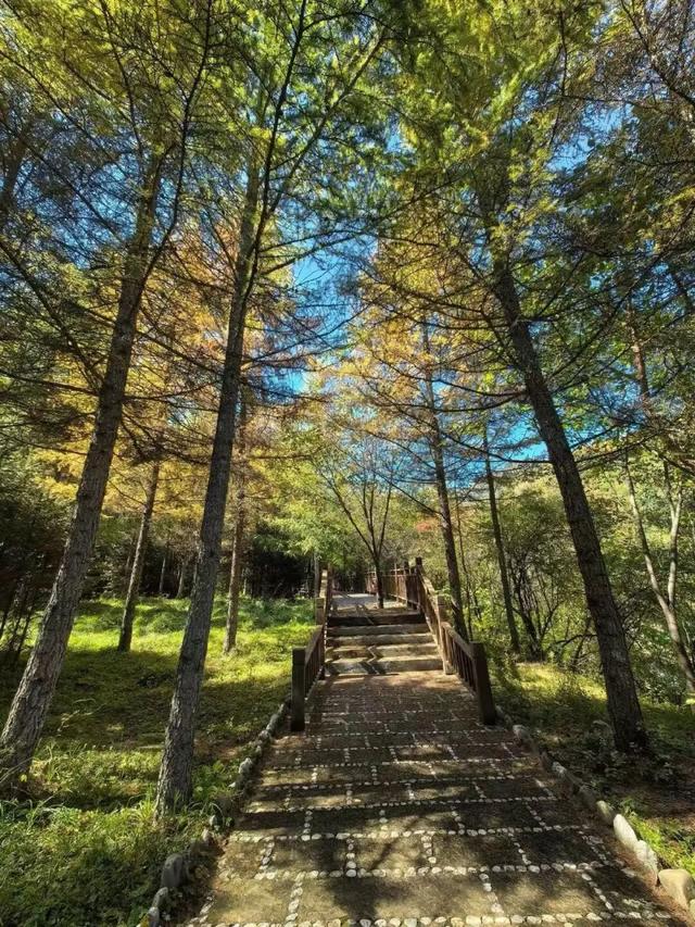 解锁九月！宕昌的秋日浪漫来袭