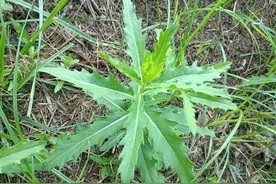 小蓟又名刺儿菜，叶子边缘有锯齿，嫩苗当野菜吃，可喂猪图片