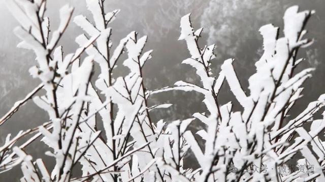 资源县隘门界雾凇持续绽放 8日前高海拔地区仍可邂逅“冰雪童话”