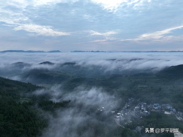 多地游客奔赴罗平云上花乡 开启清凉避暑旅居时光