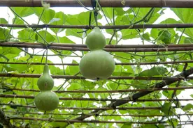 吃完葫芦炒肉，一对父子双双中毒！这起悲剧，给所有人敲响警钟图片
