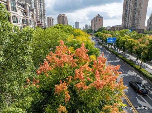 秋之栾树，限时浪漫上线，速去打卡→